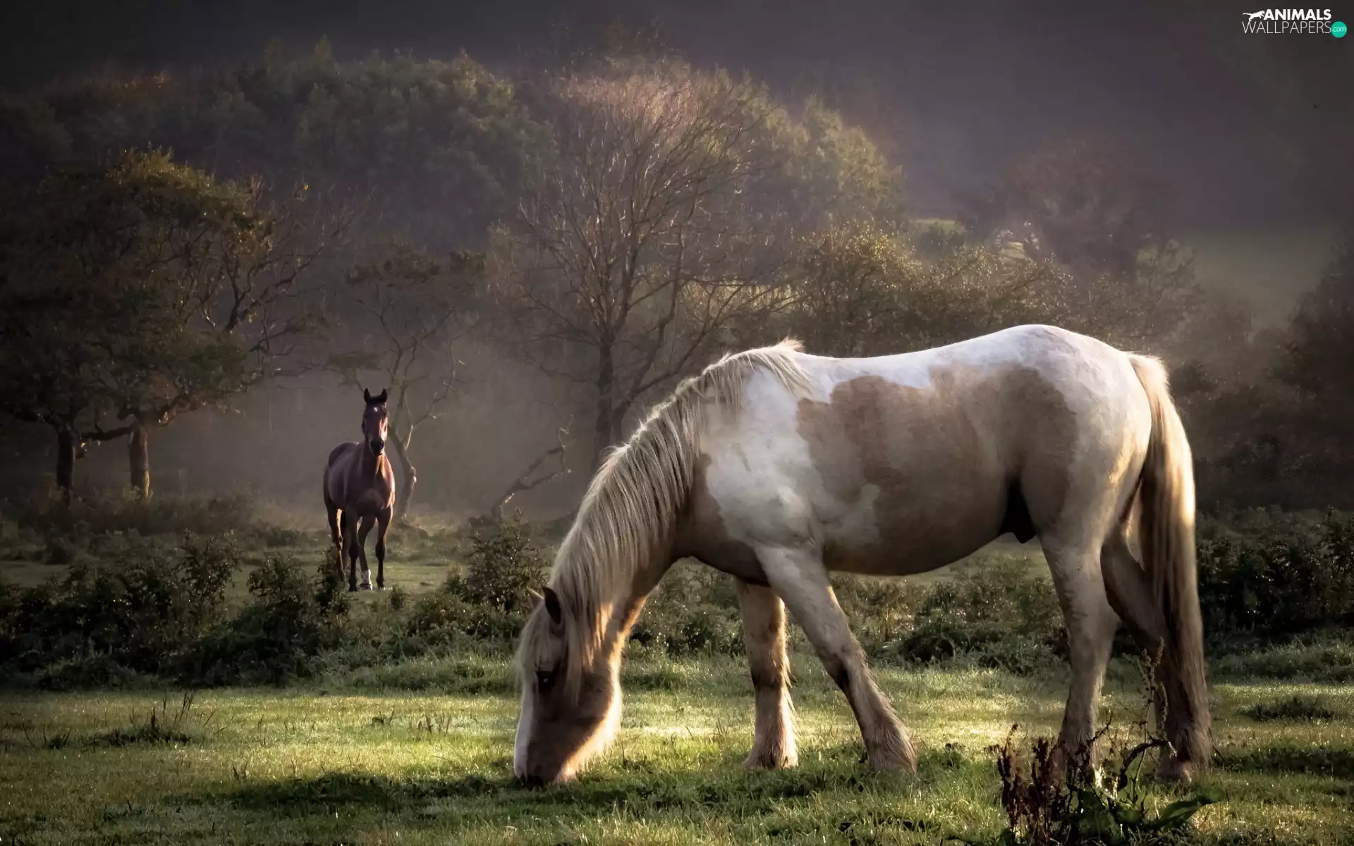 bloodstock, pasture, Morning, Meadow