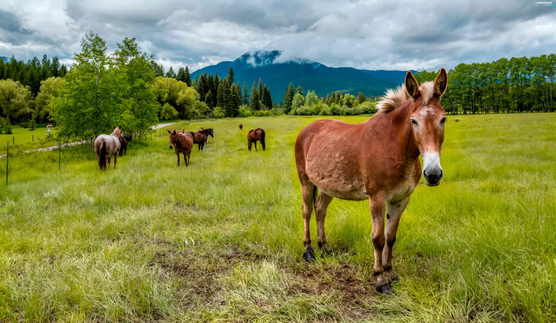 bloodstock, woods, Mountains, Meadow