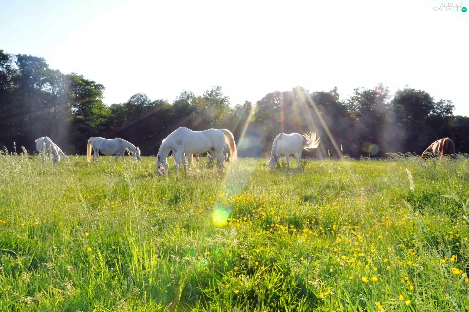 bloodstock, rays, sun, Meadow
