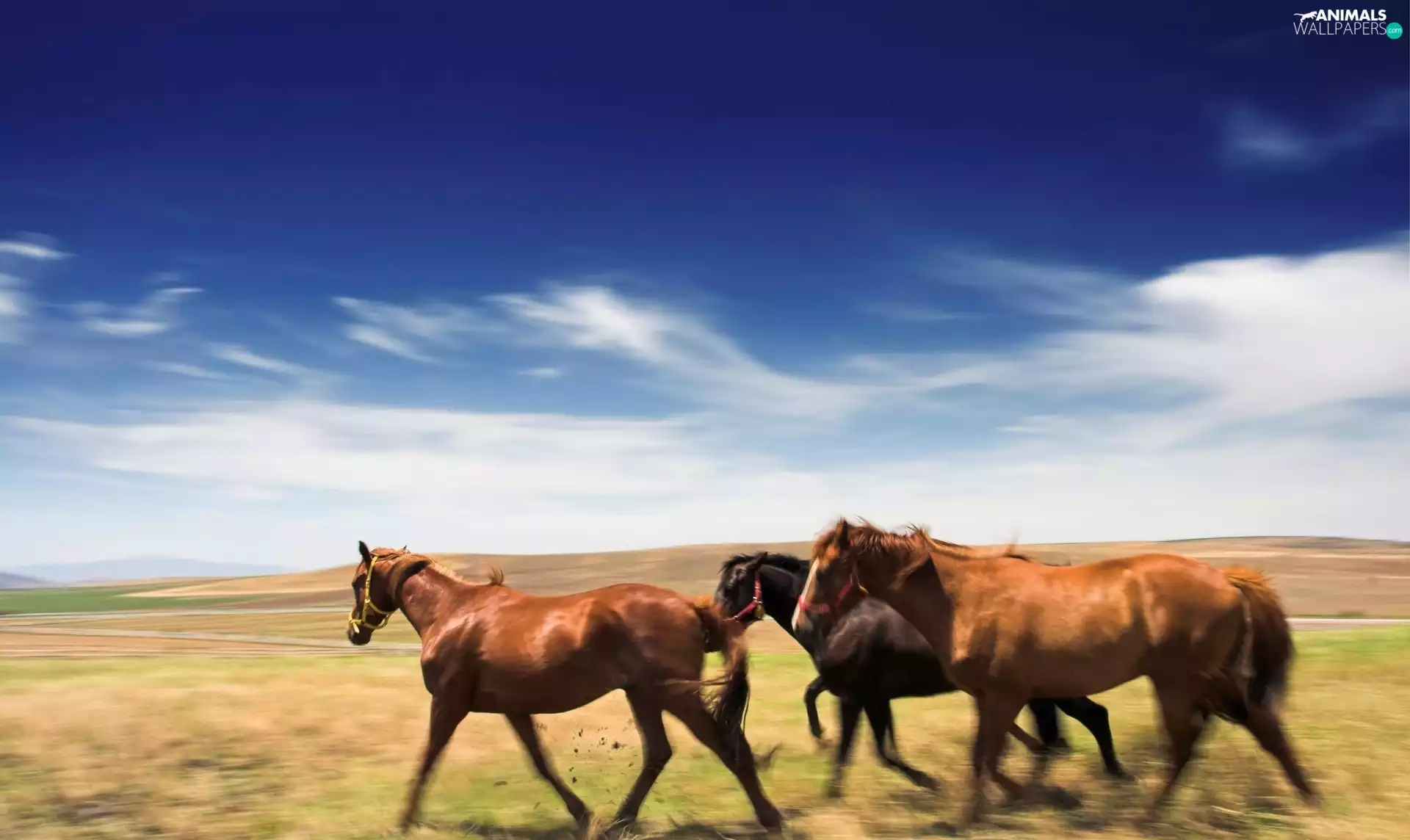 Meadow, Three, bloodstock