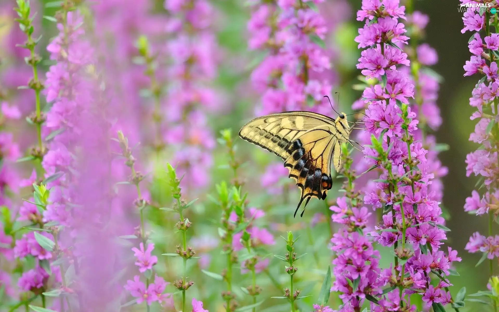 Flowers, Meadow, butterfly, purple, Beatyfull
