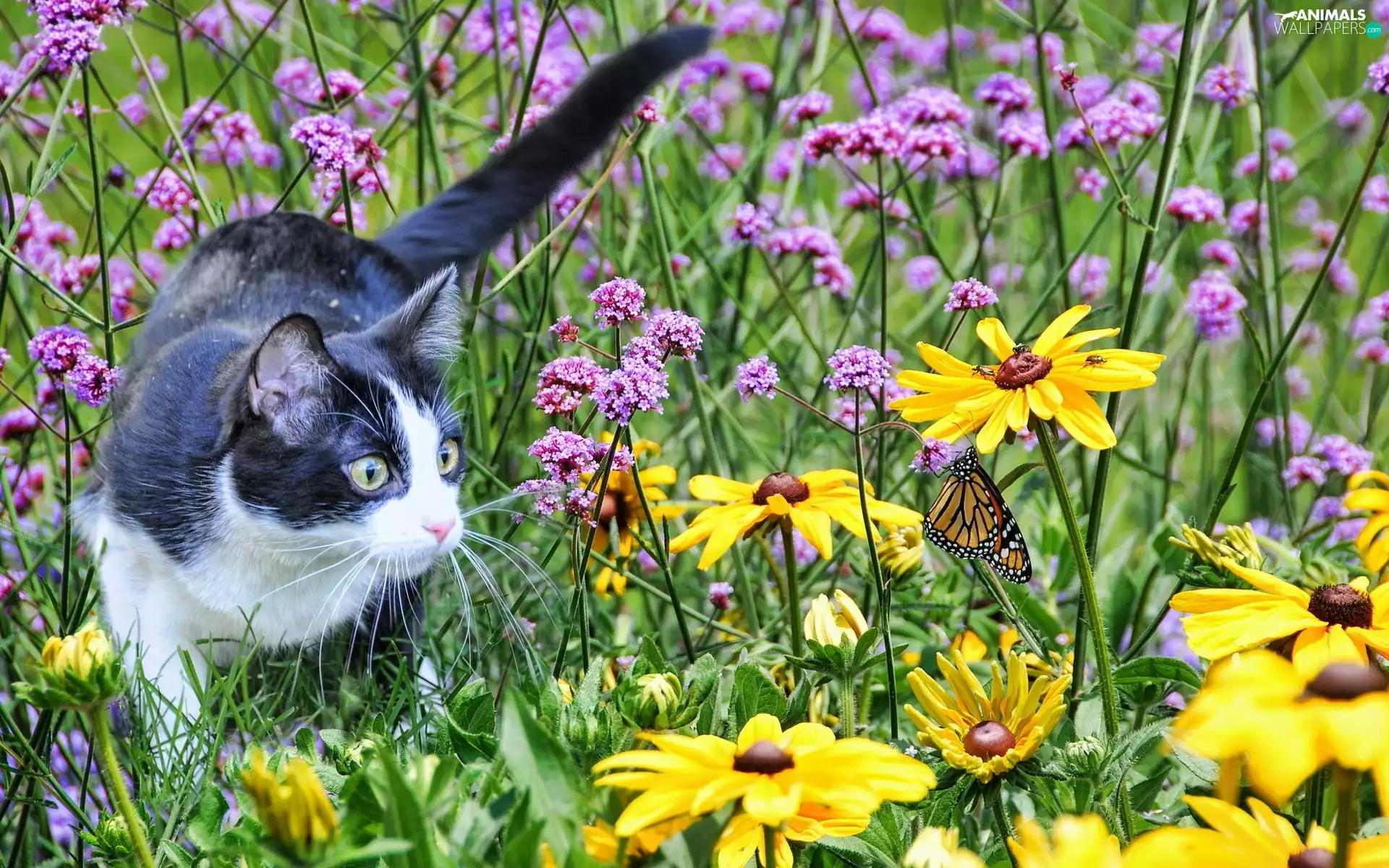 cat, Flowers, butterfly, Meadow