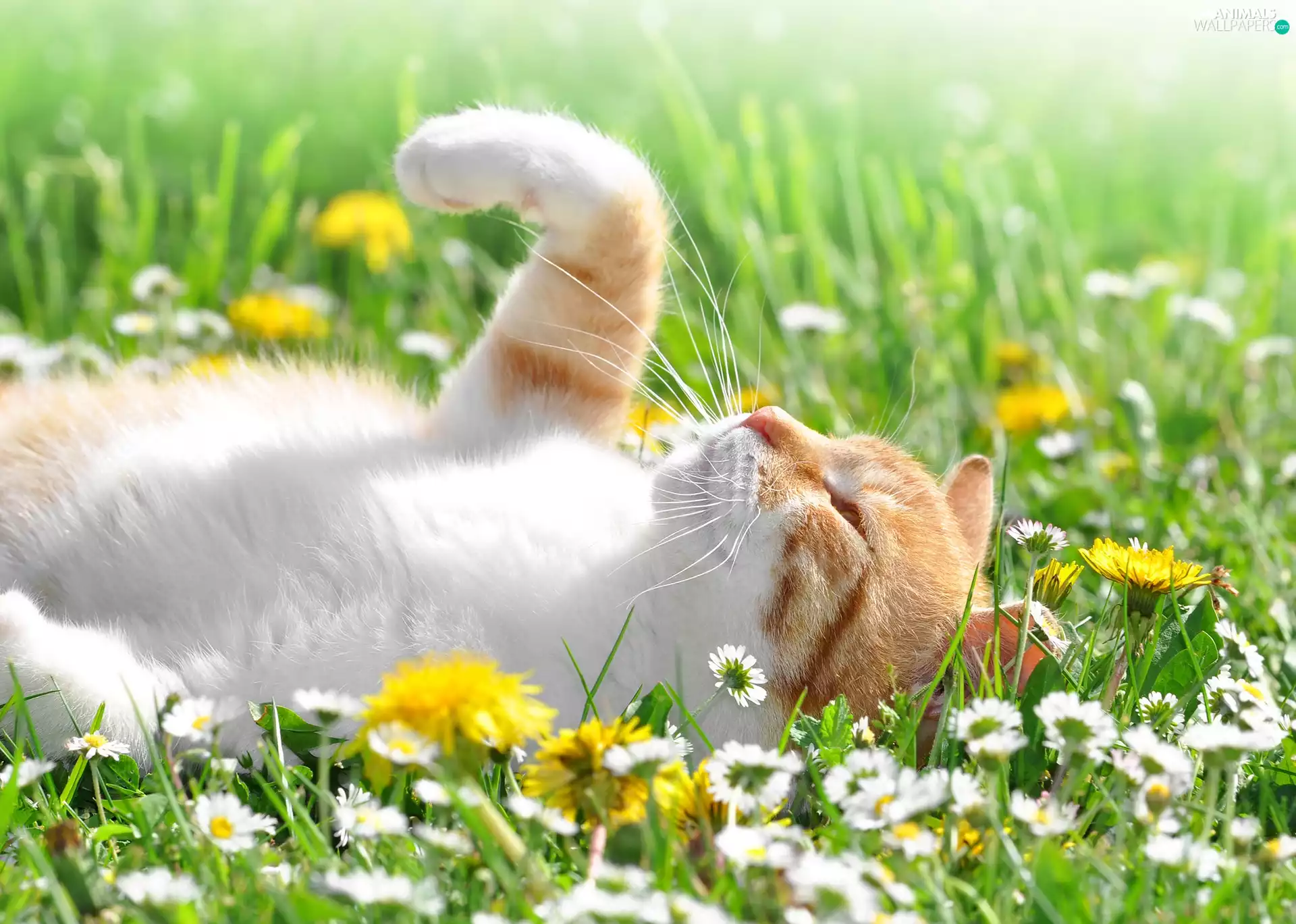 daisies, dandelions, cat, Meadow, white and red
