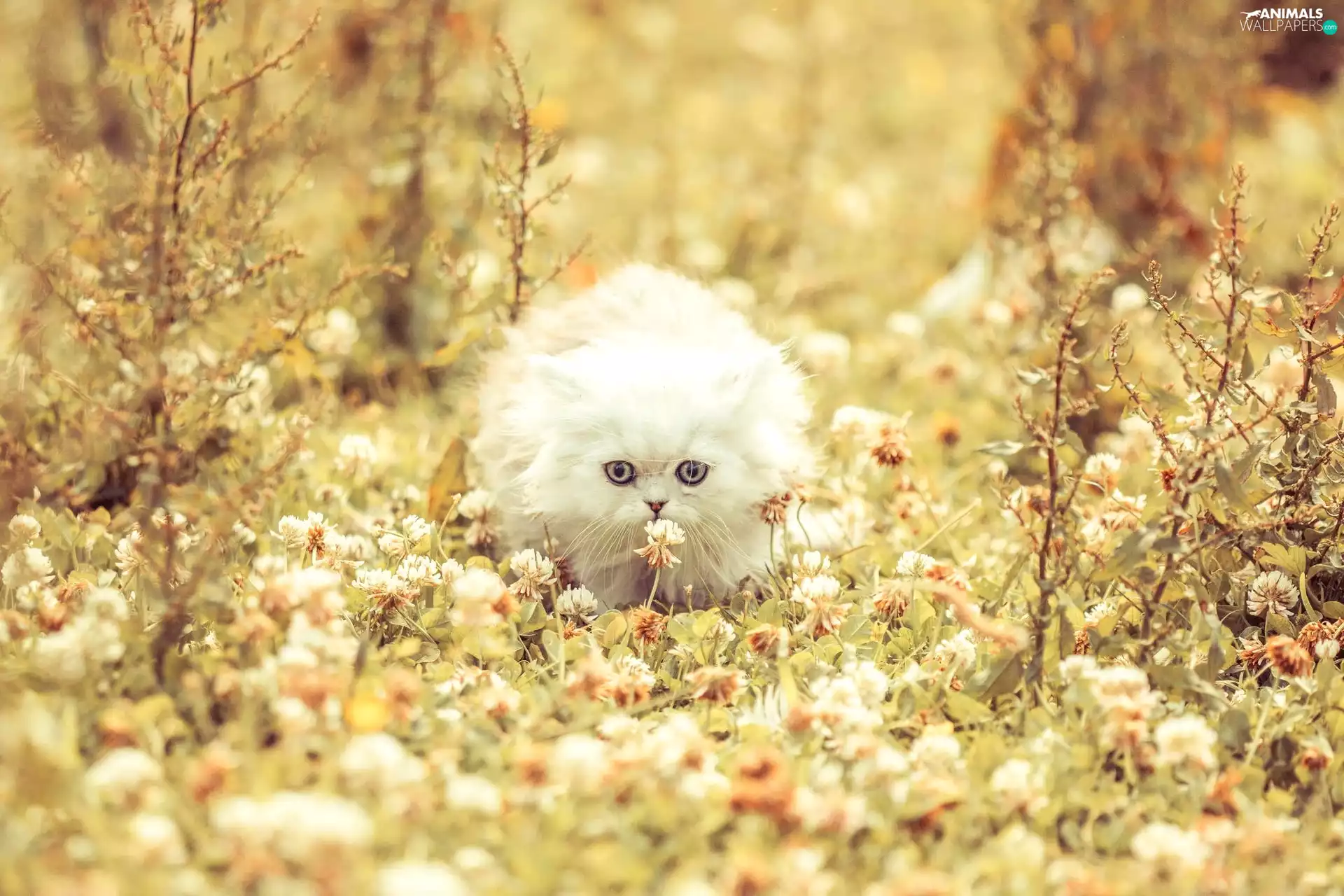 Meadow, White, cat