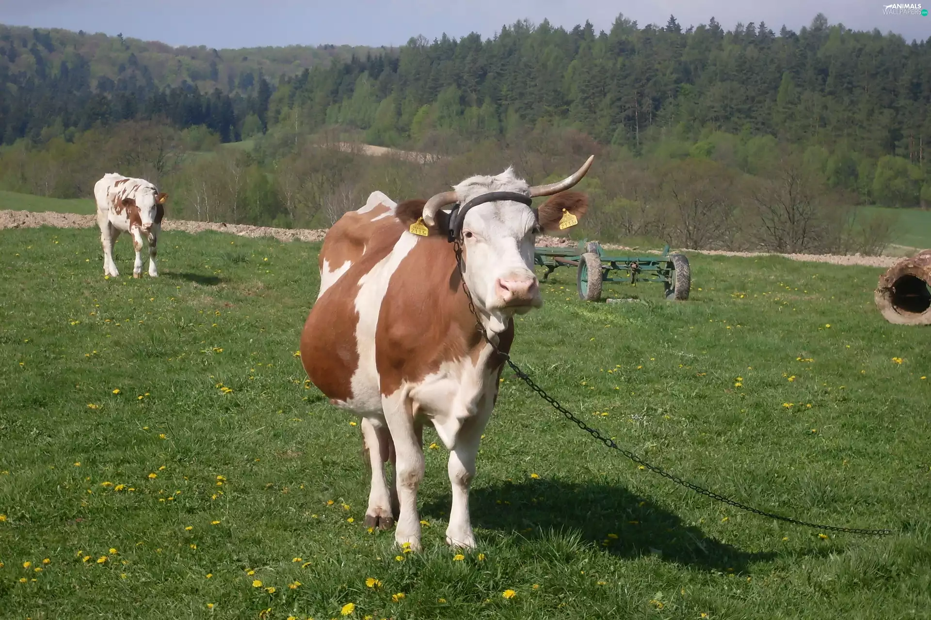 Meadow, Cow, chain