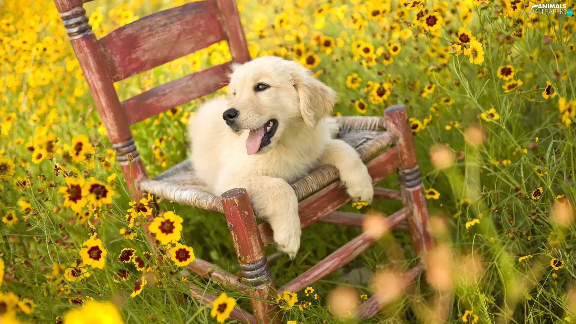 Meadow, dog, Chair