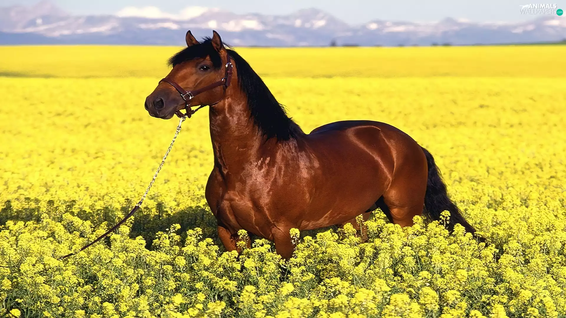 Meadow, Horse, chestnut