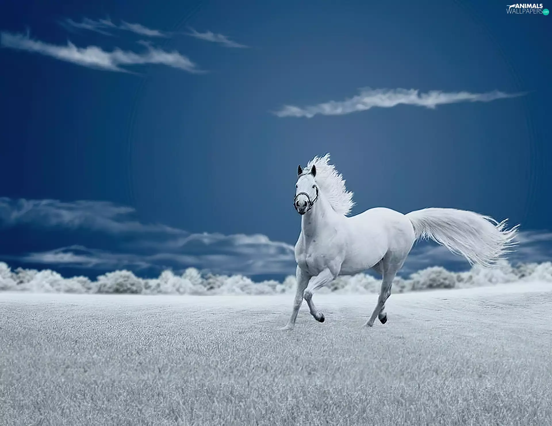 Meadow, Horse, clouds