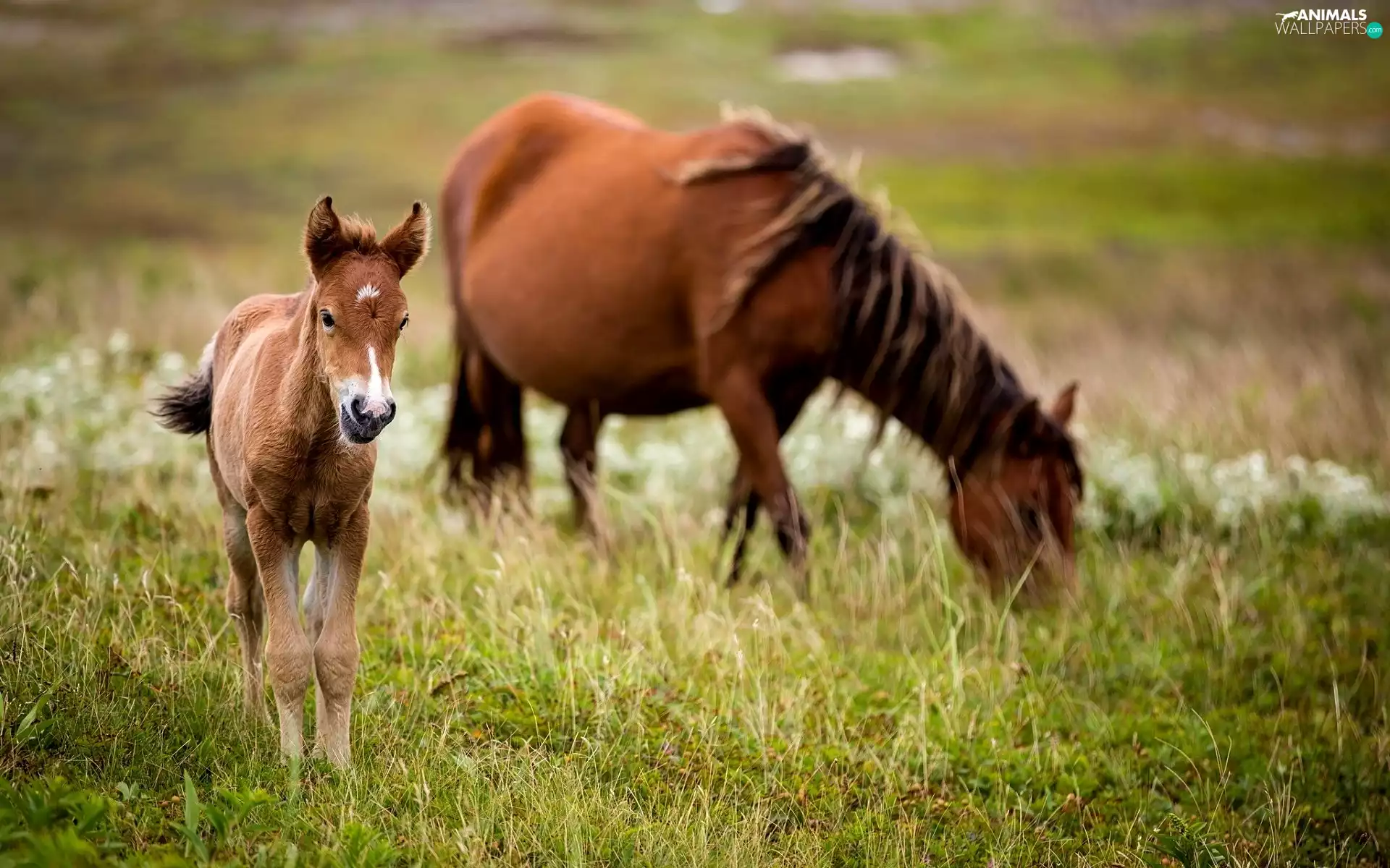 Meadow, bloodstock, Colt