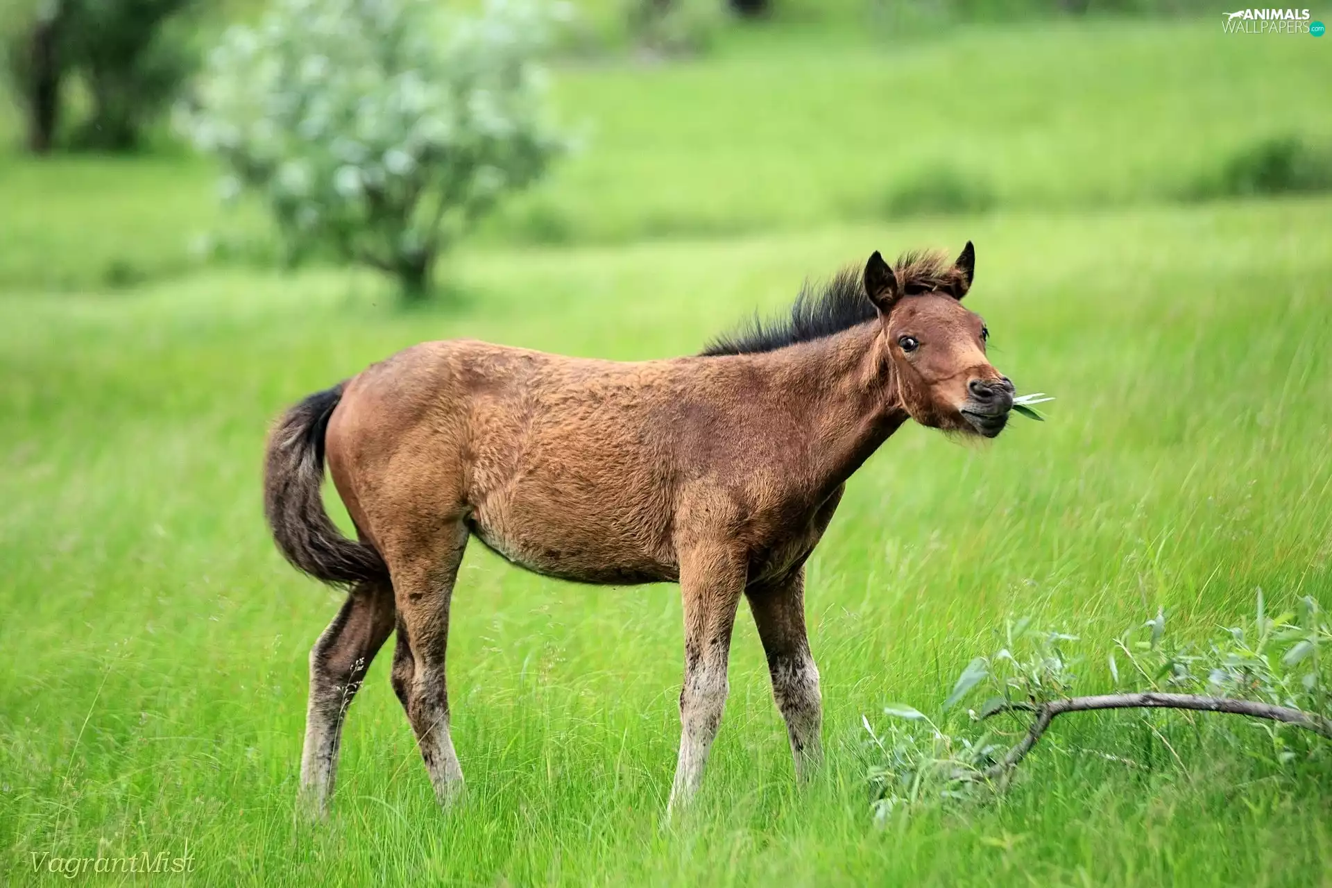 Meadow, Horse, colt