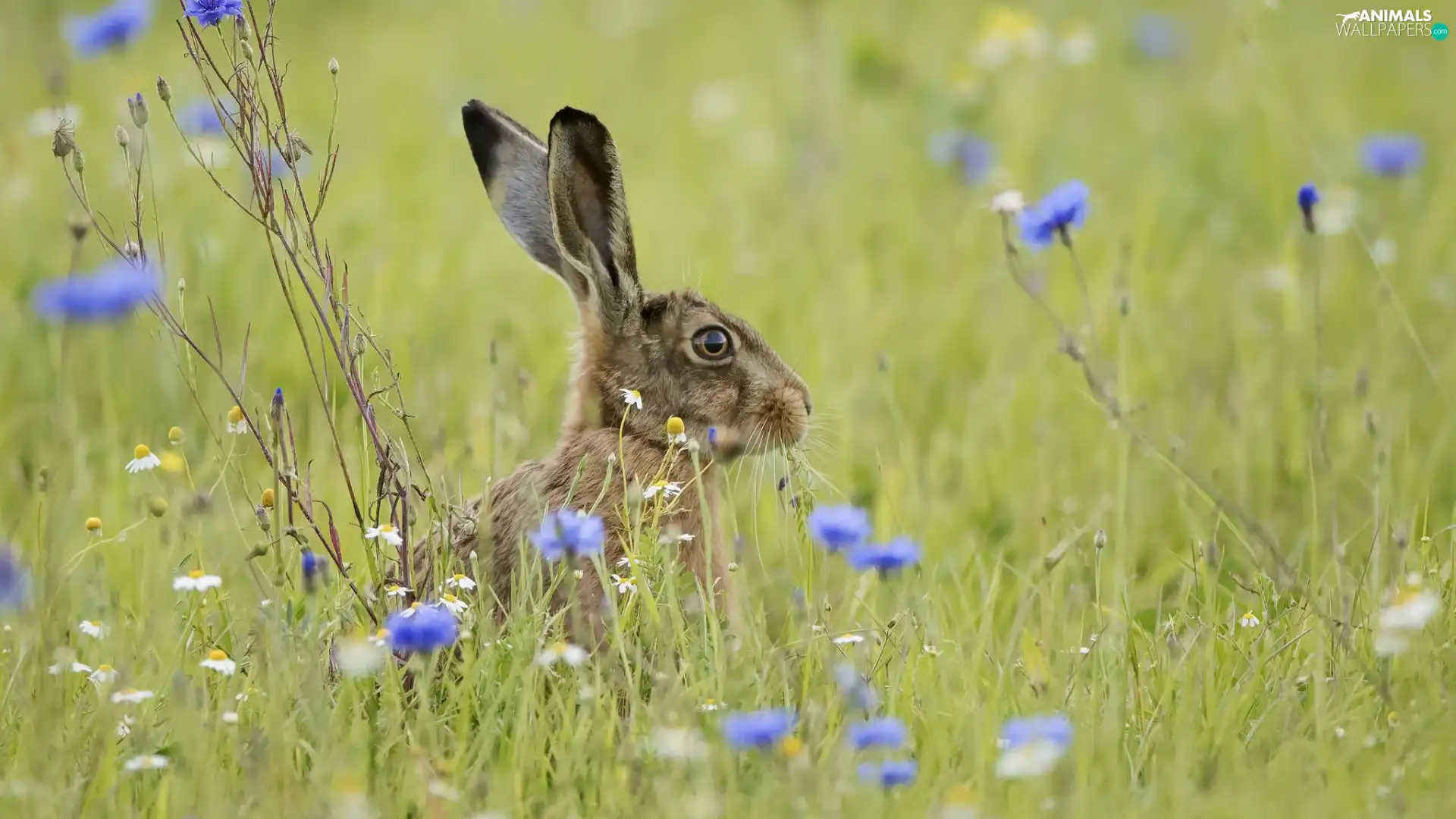 cornflowers, Wild Rabbit, Meadow