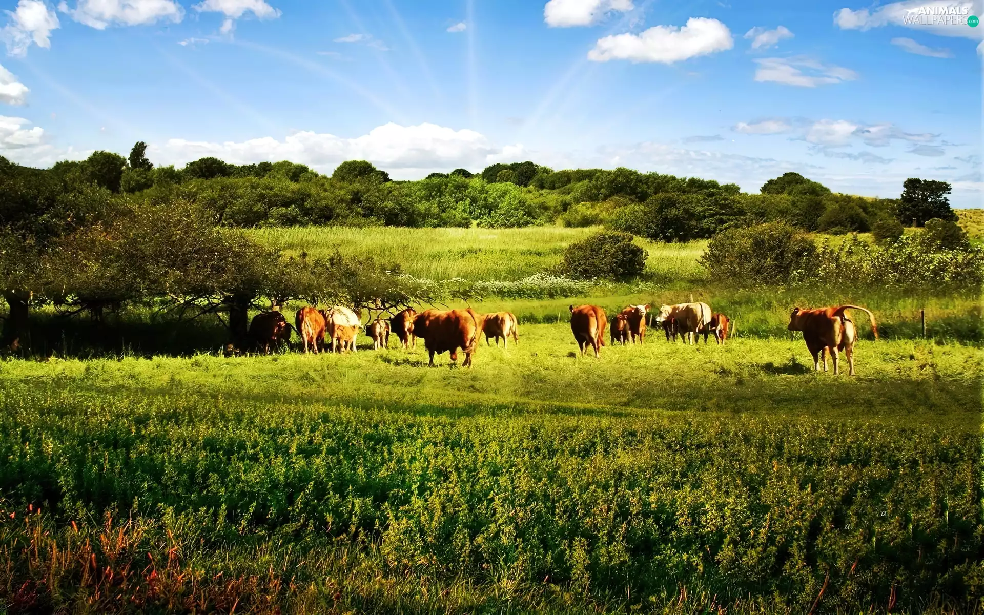 Meadow, pasturage, cows