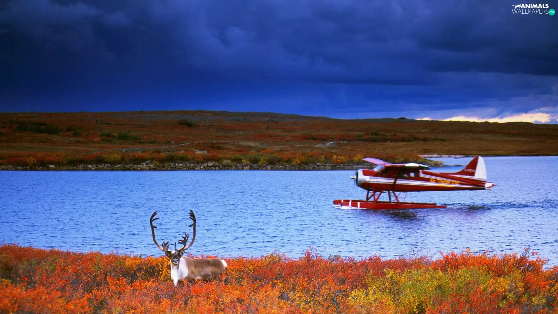 deer, River, plane, Meadow