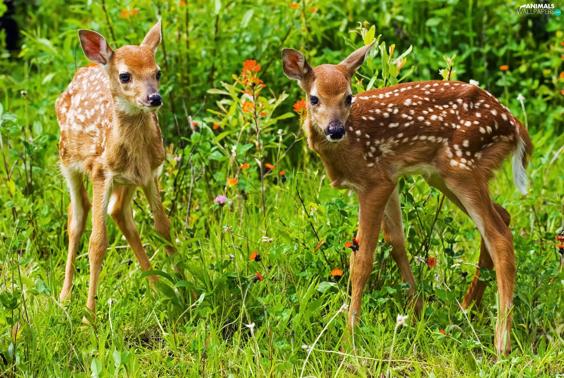 Meadow, Two, deer