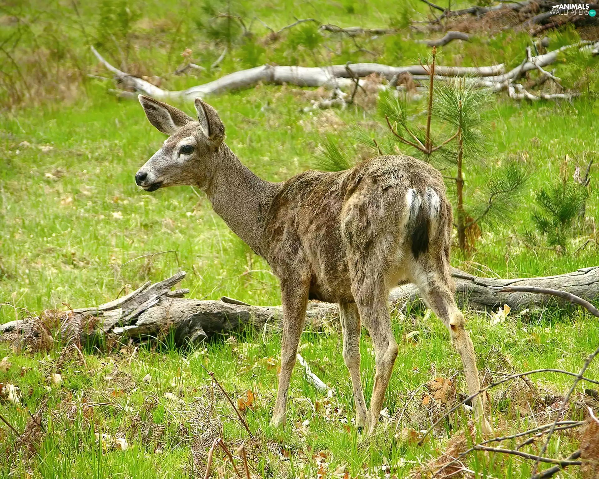 Meadow, young, deer
