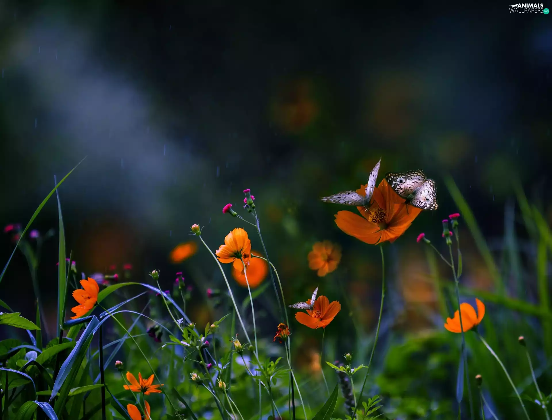 evening, Flowers, butterflies, Meadow