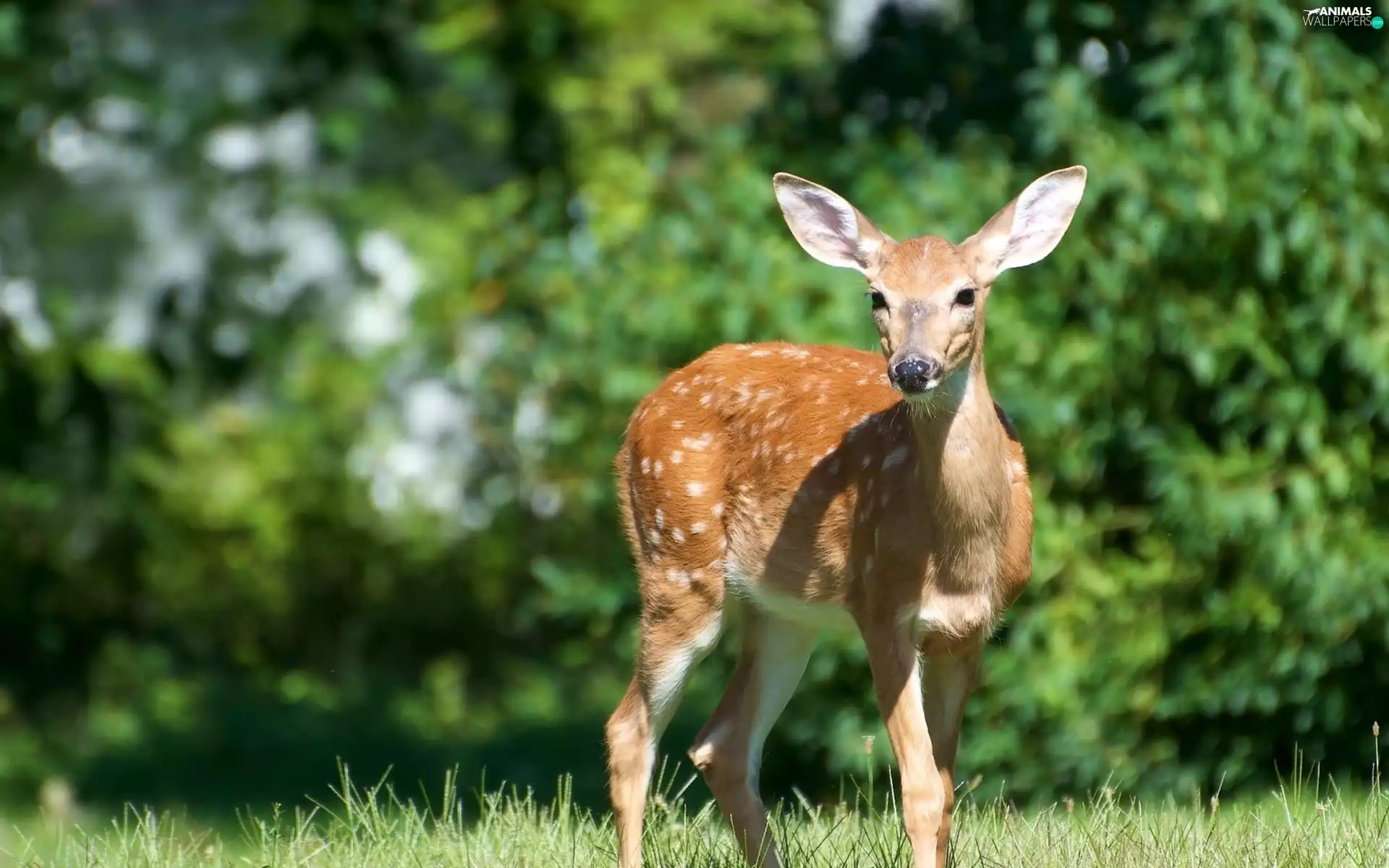 Meadow, young, fawn