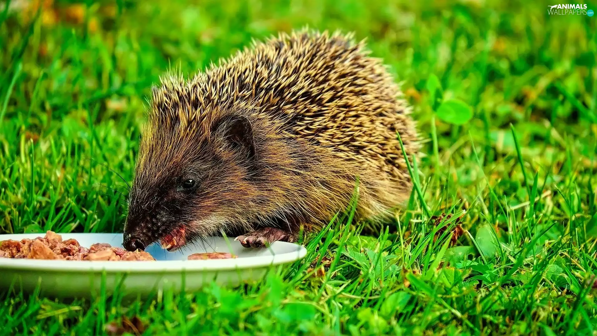 Meadow, hedgehog, feed