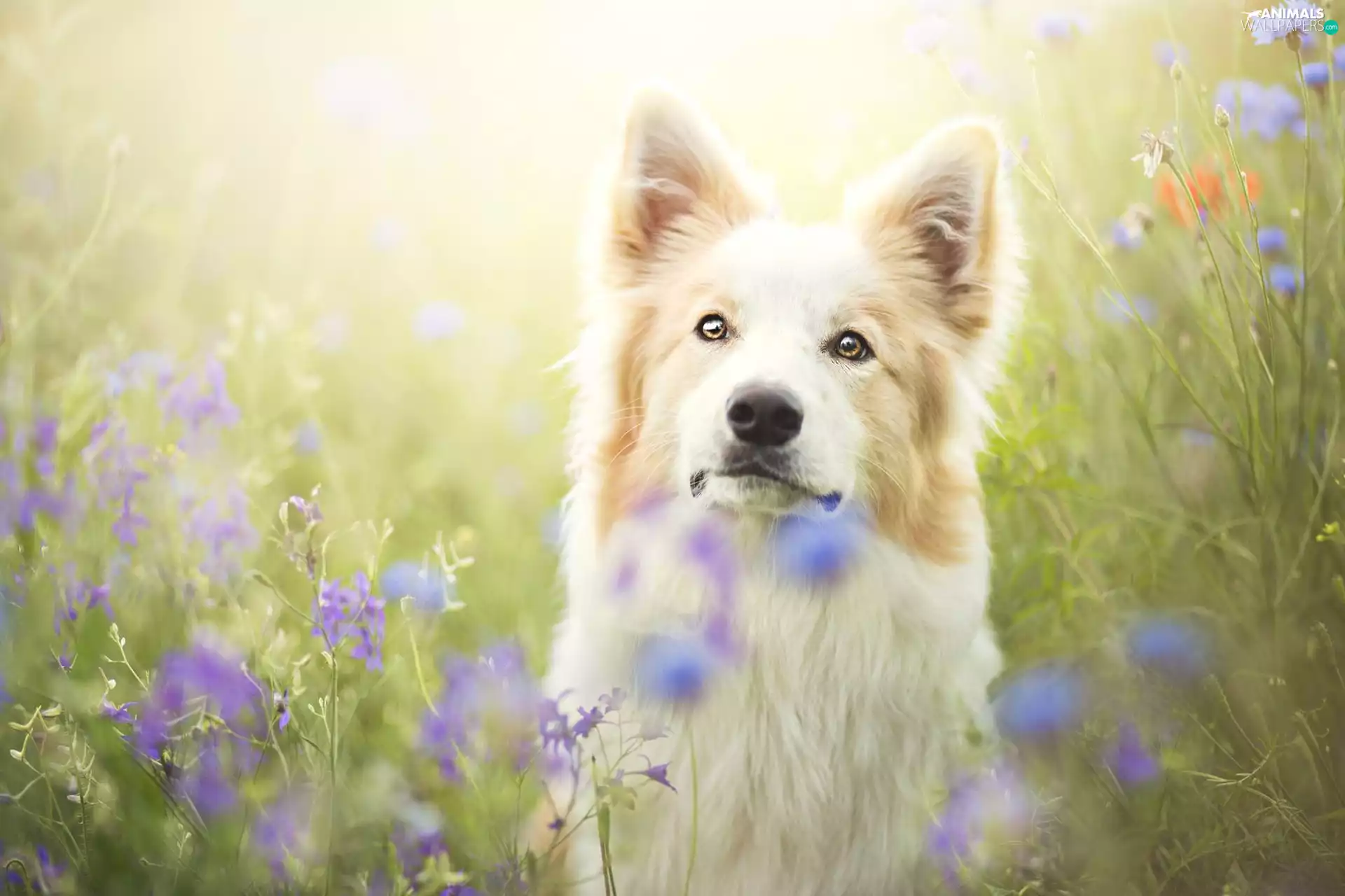 Flowers, Border Collie, Meadow