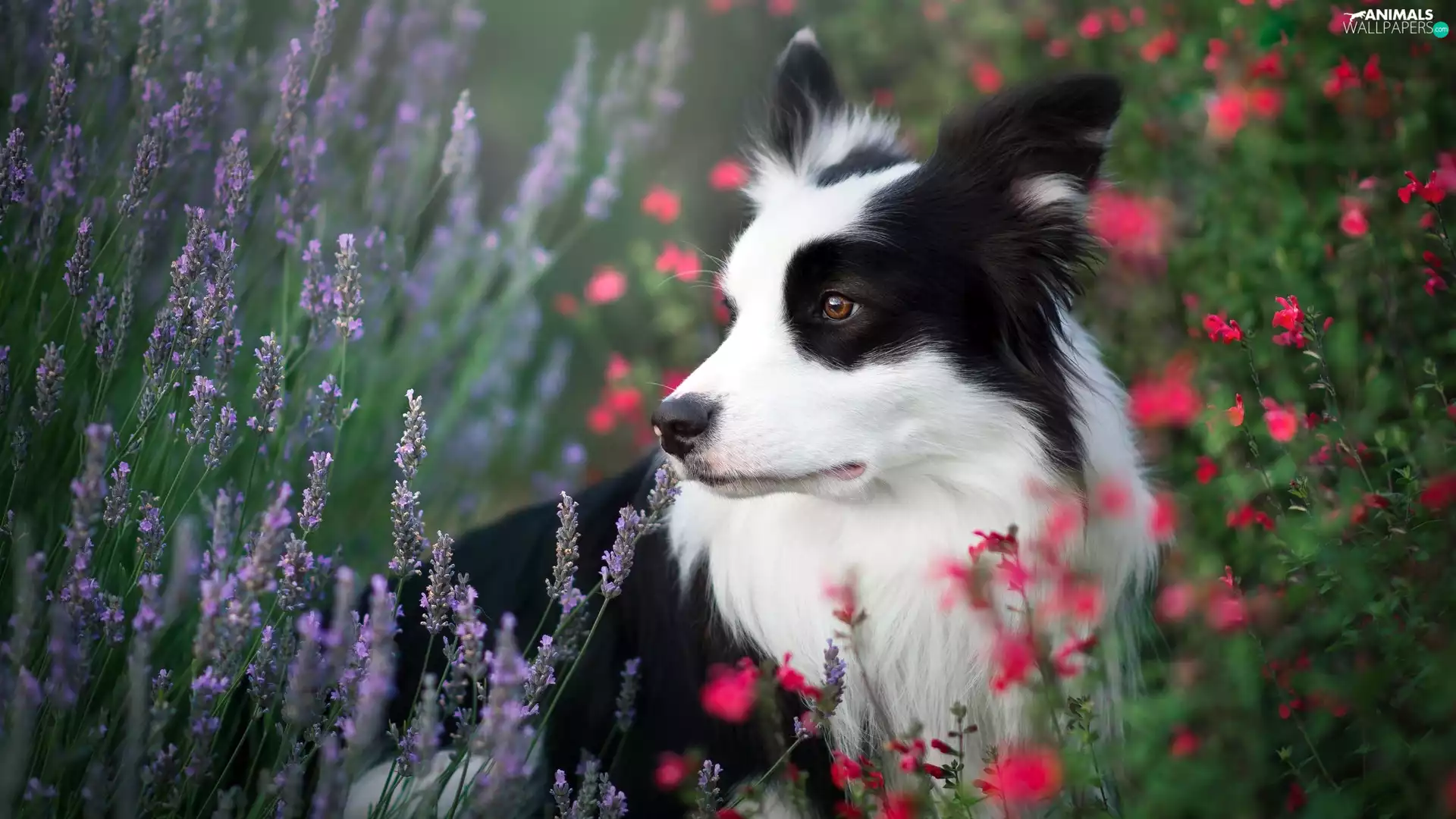 dog, Meadow, Flowers, Border Collie