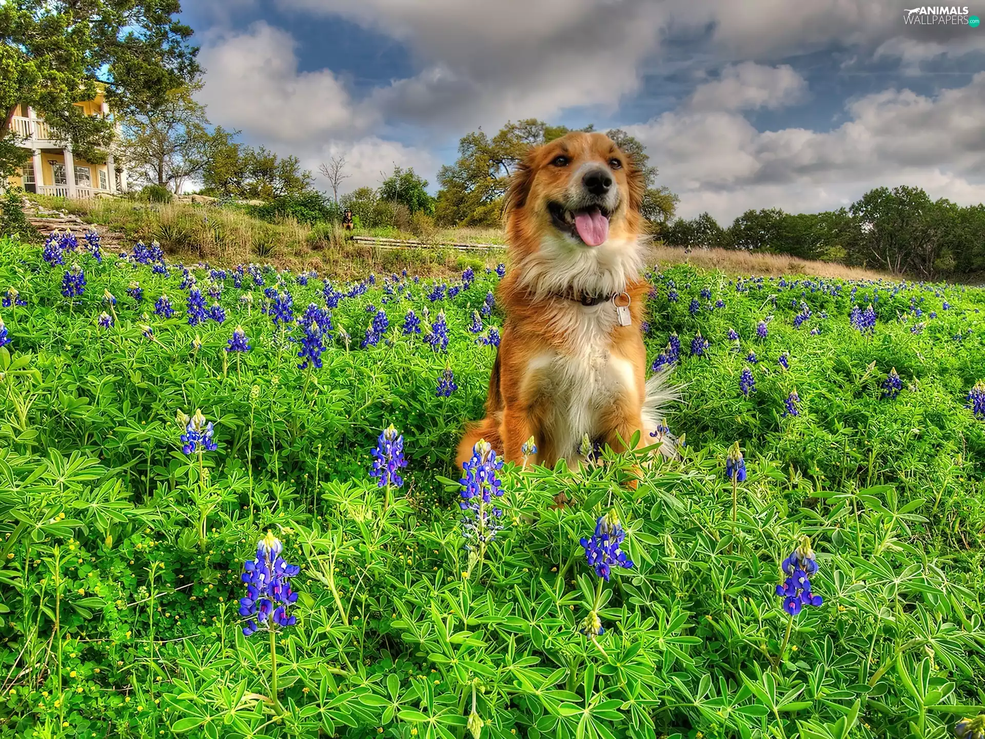 Meadow, doggy, Flowers