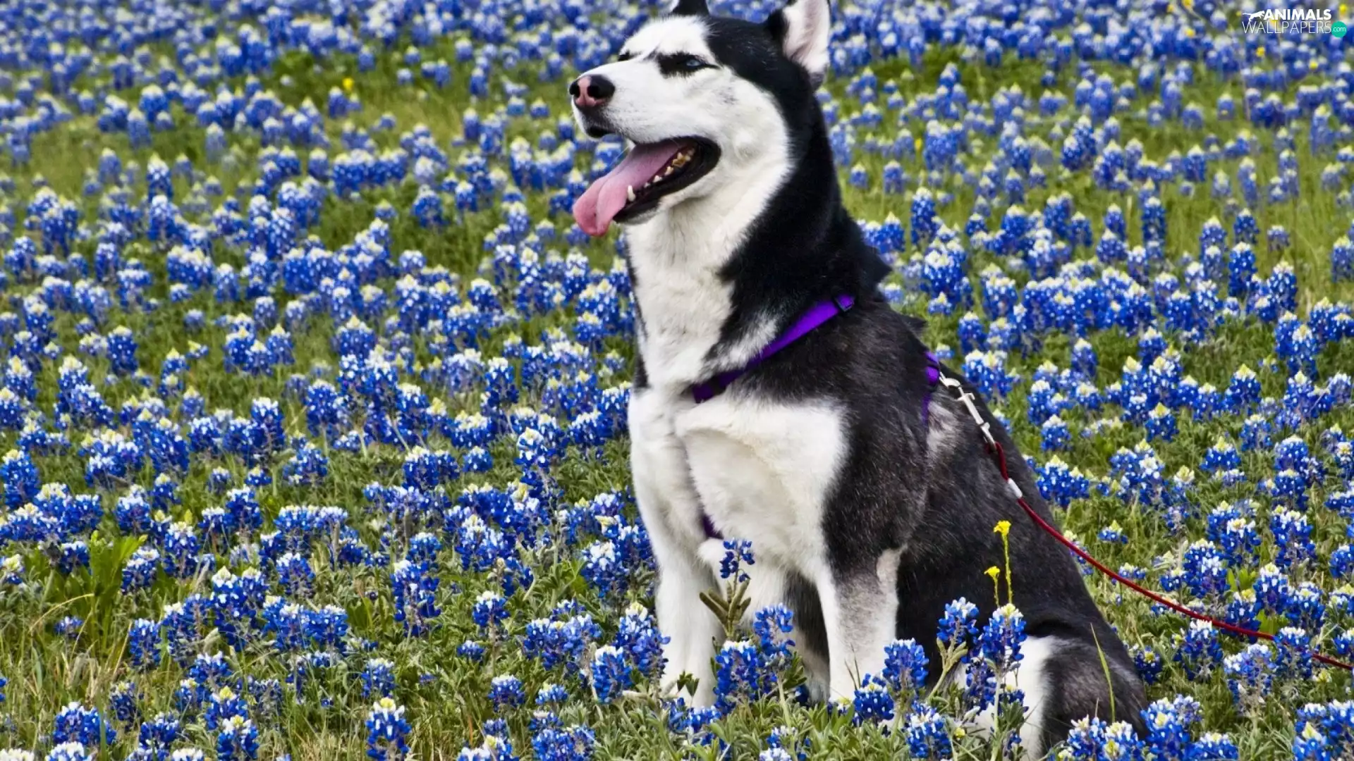 Flowers, Siberian Husky, Meadow