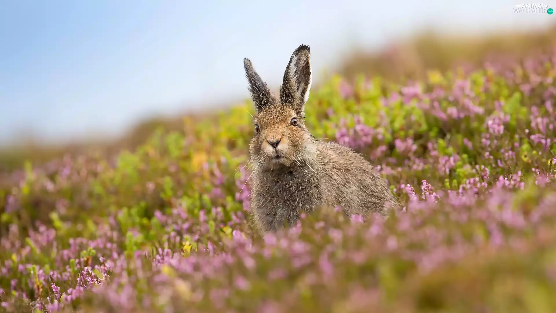 Flowers, Wild Rabbit, Meadow