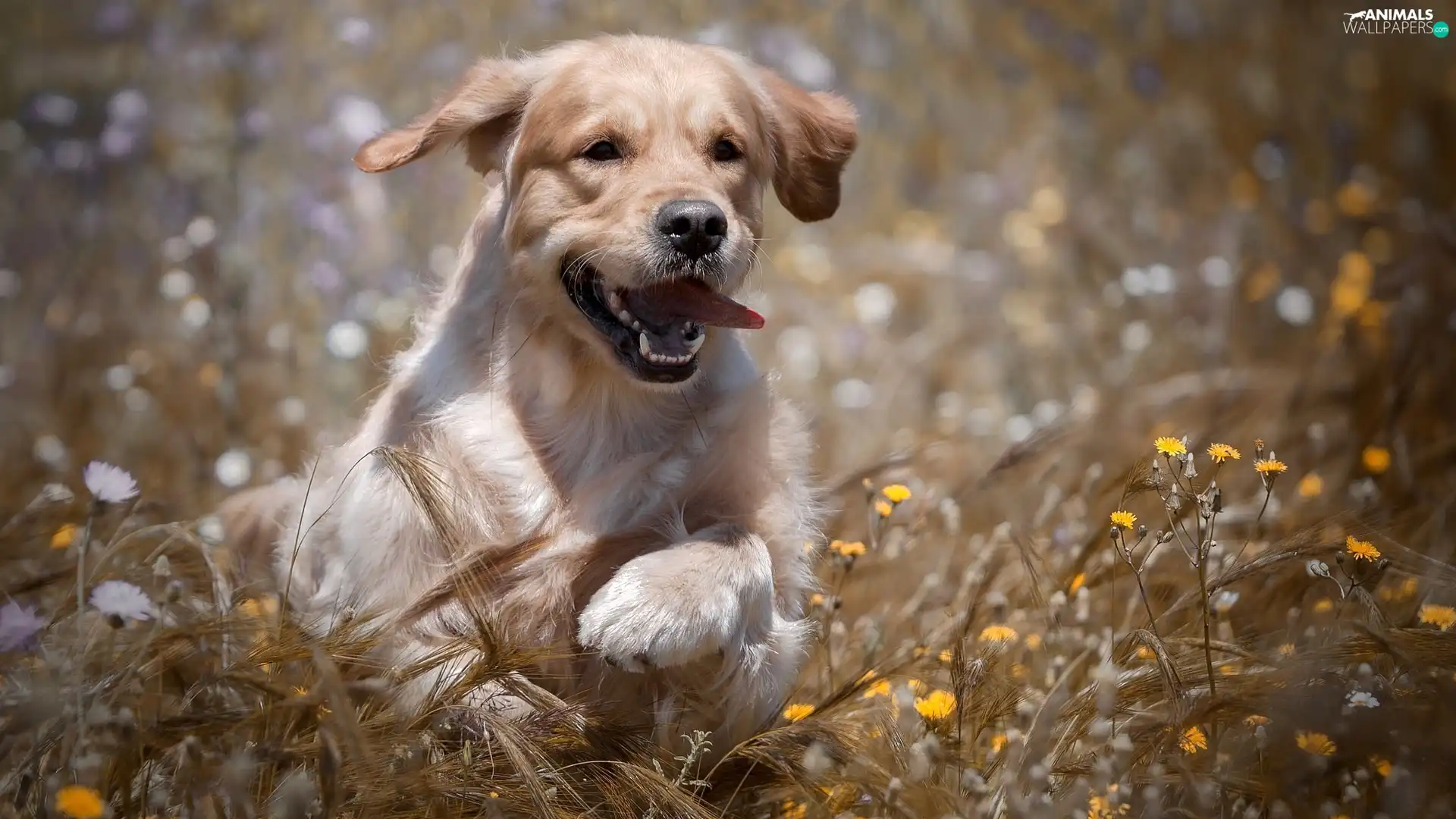 Puppy, Meadow, Flowers, Golden Retriever