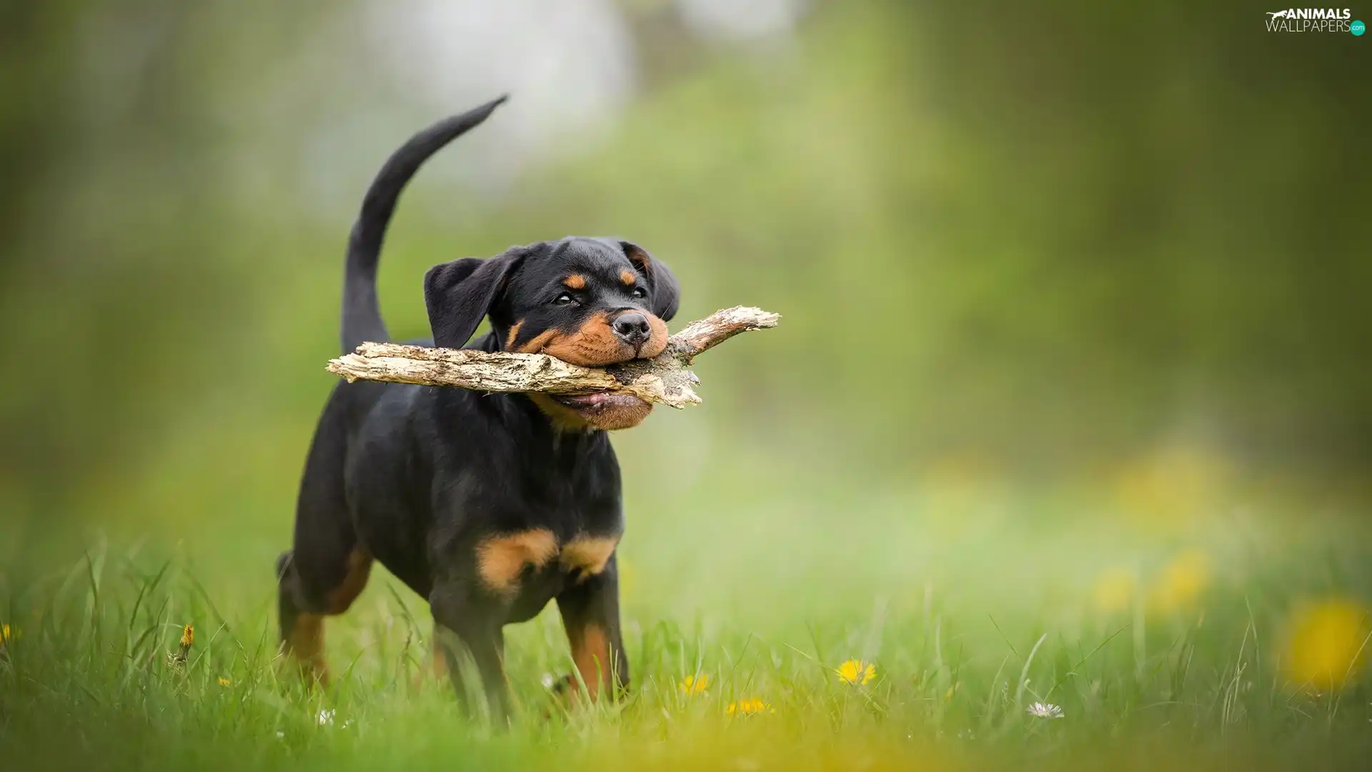 stick, Puppy, grass, Rottweiler, dog, Meadow, Flowers