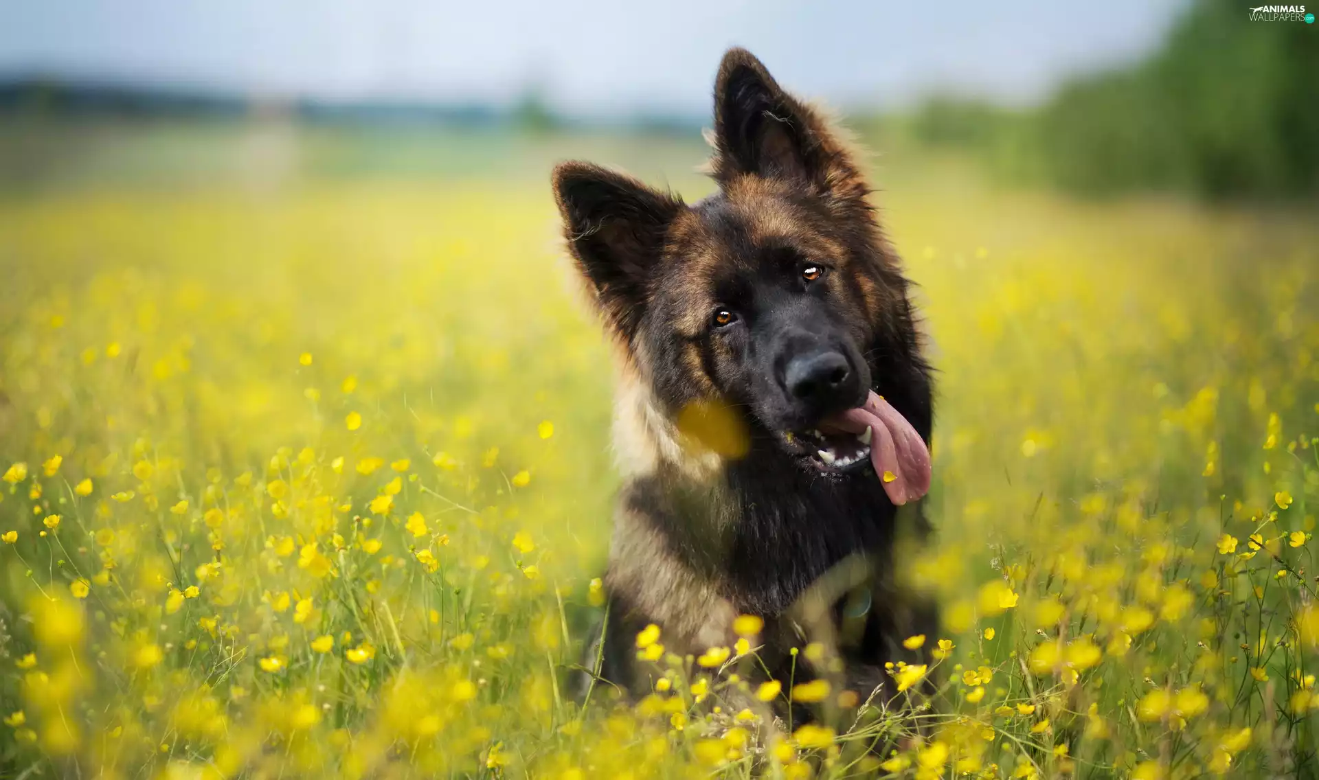 dog, Meadow, Flowers, German Shepherd