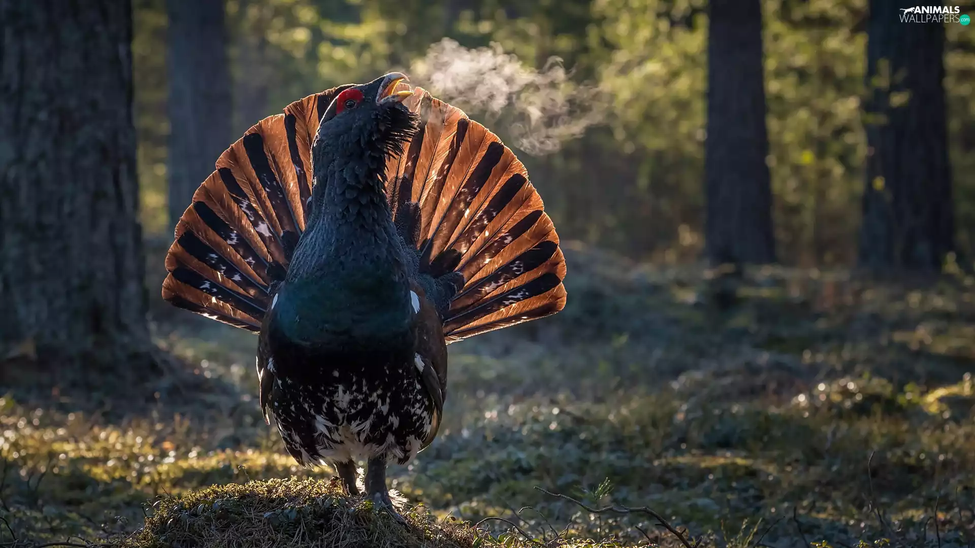 car in the meadow, Głuszec, forest