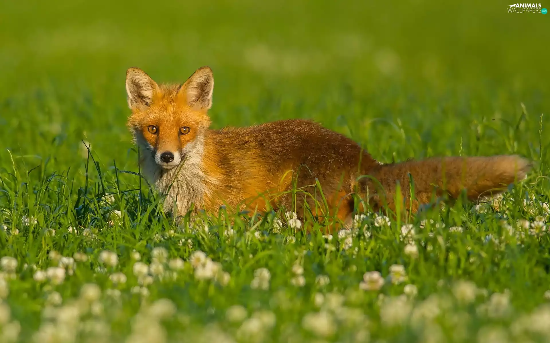Meadow, ginger, fox