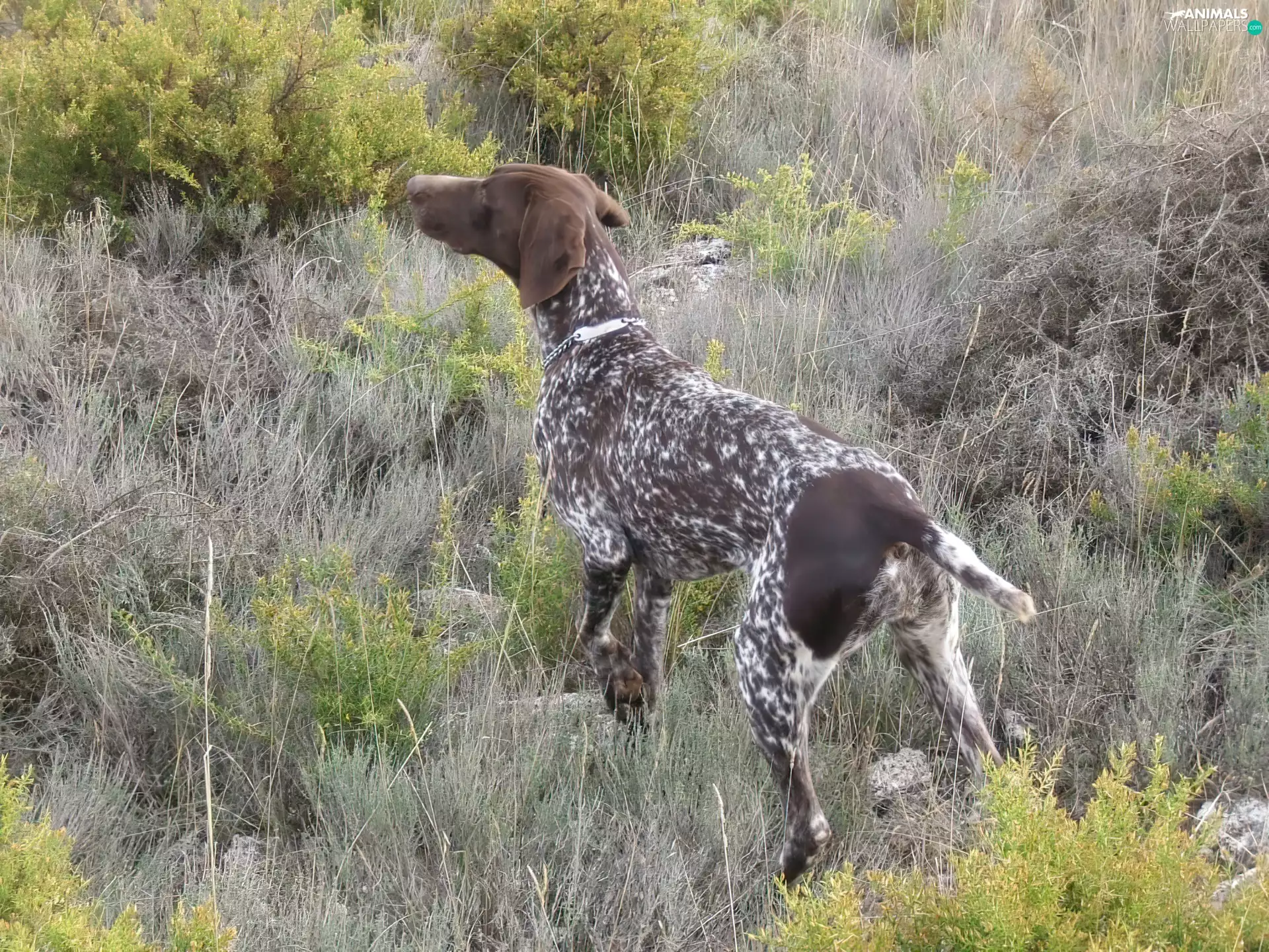 German Shorthaired Pointer, Meadow