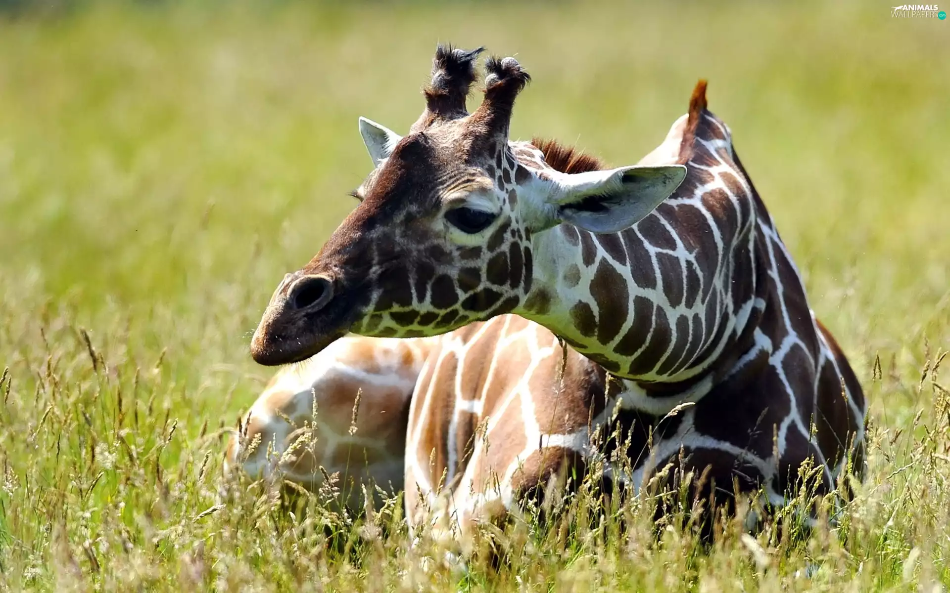 Meadow, Resting, giraffe