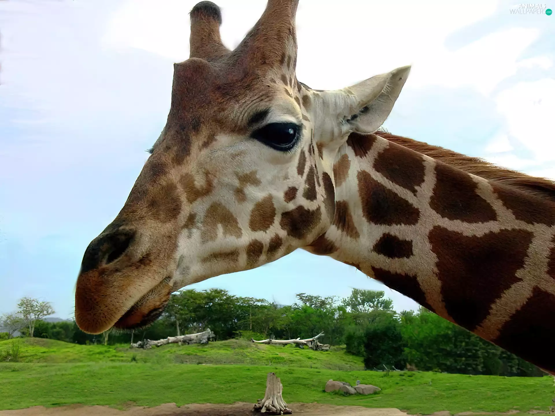 giraffe, trees, viewes, Meadow