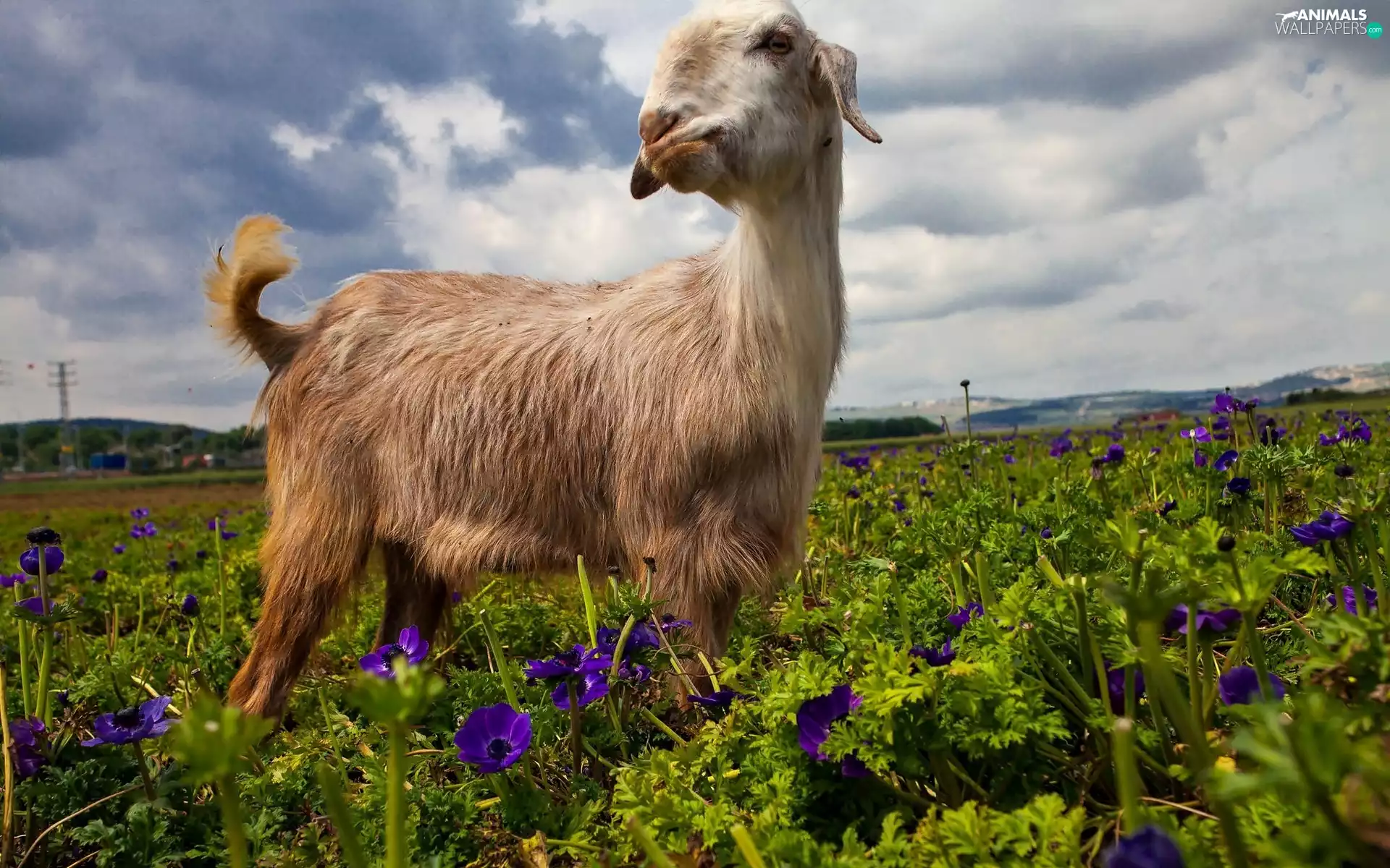 goat, purple, Flowers, Meadow