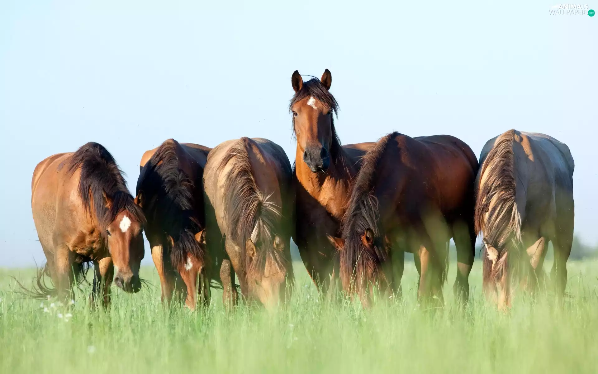 Meadow, bloodstock, grass