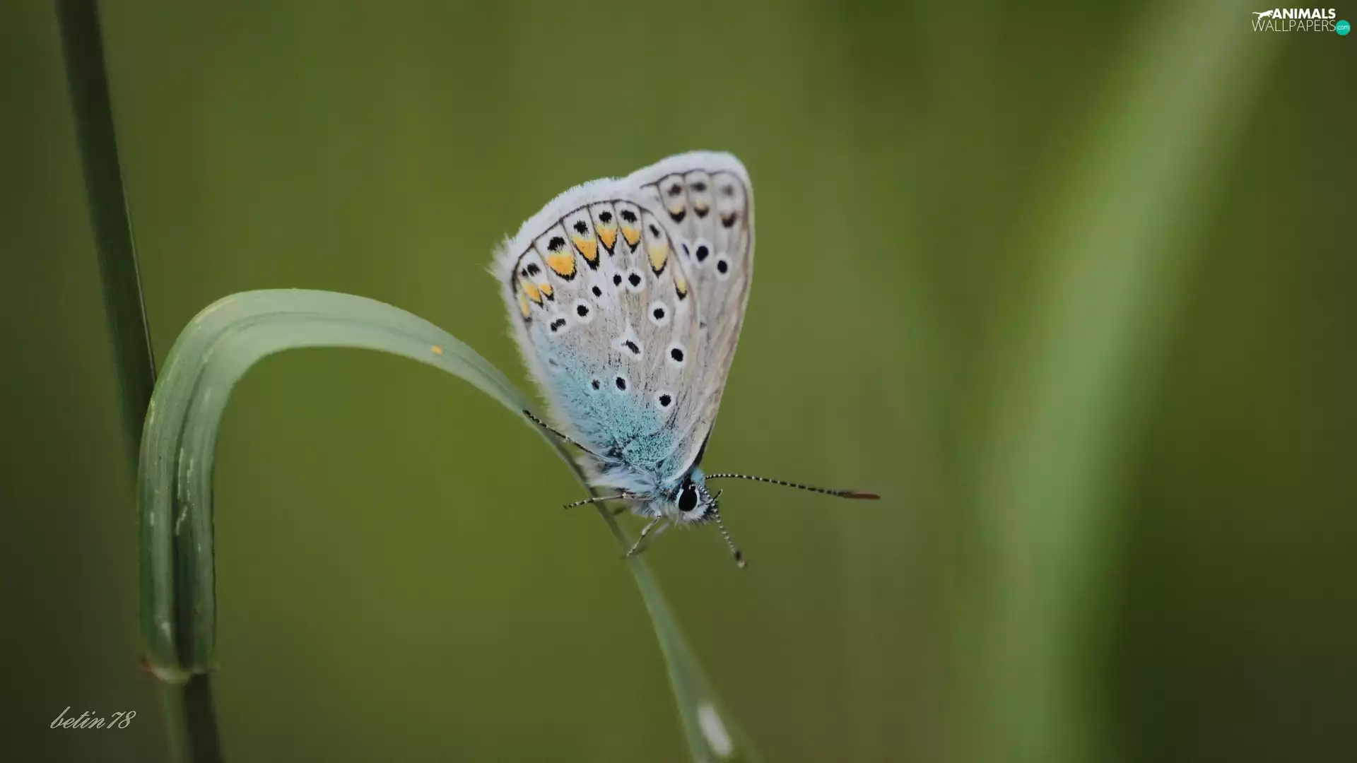 Meadow, butterfly, grass