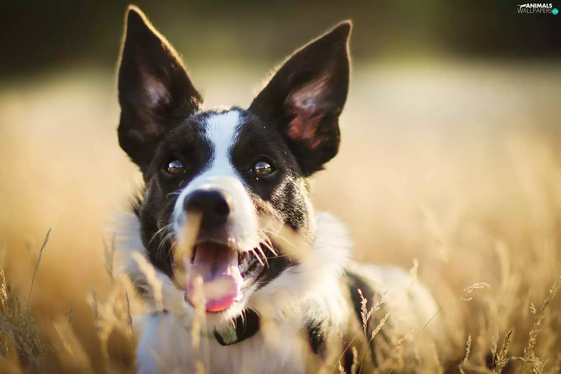 Meadow, dog, grass