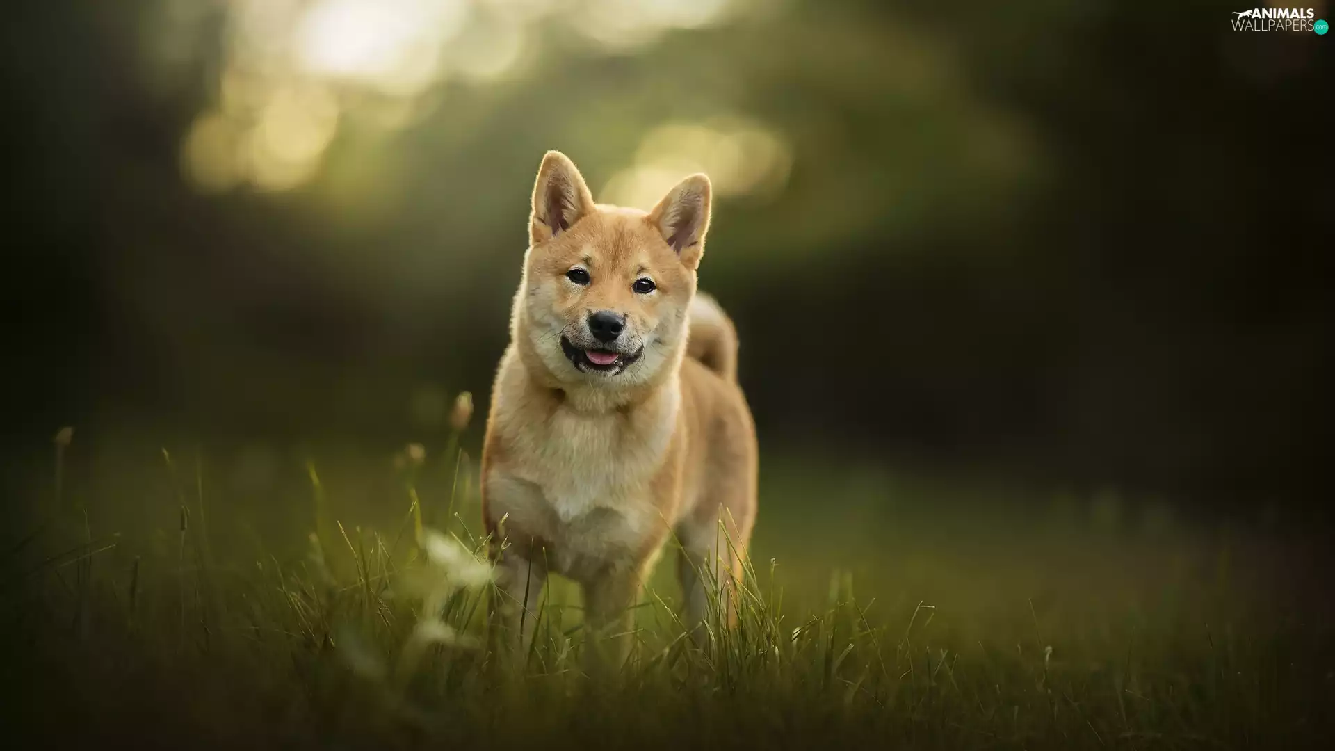 dog, Meadow, grass, Shiba inu