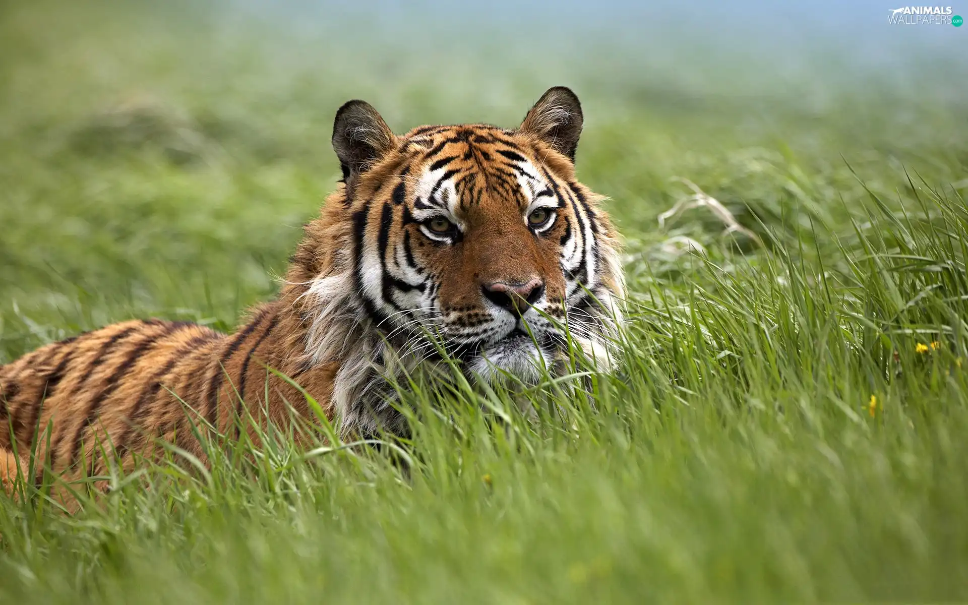 Meadow, tiger, grass