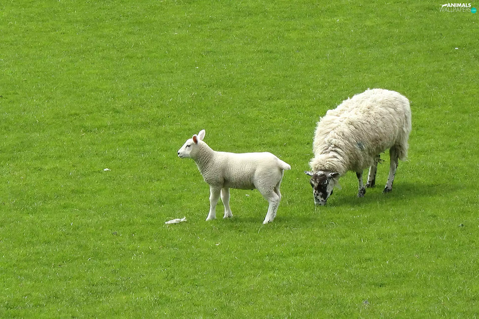 Meadow, sheep, Green