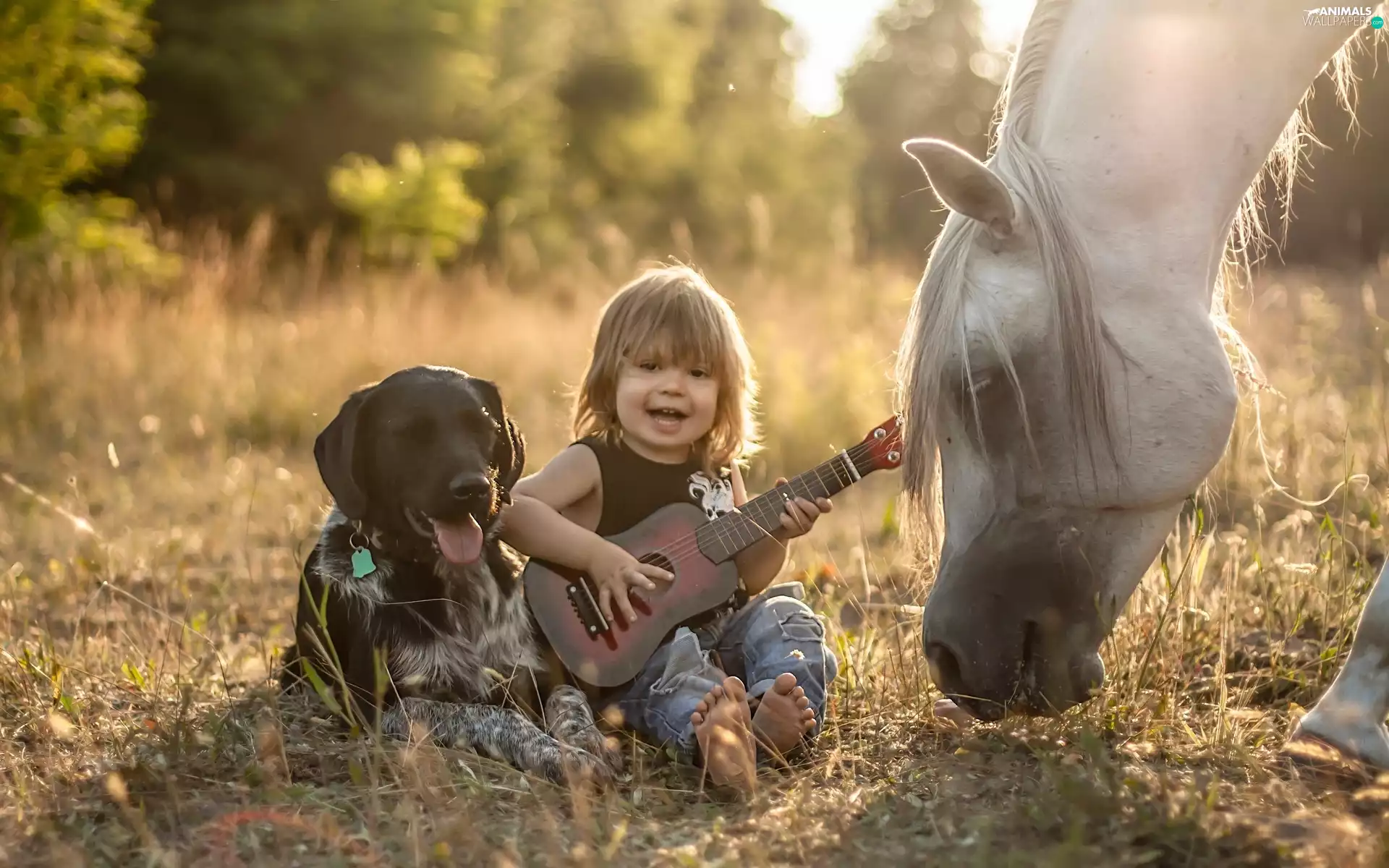 Horse, Meadow, Guitar, dog, Kid