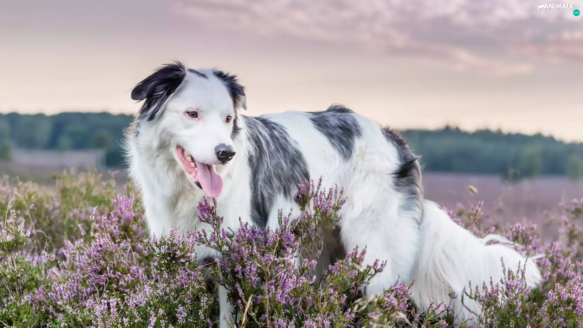 dog, Meadow, heather, Australian Shepherd