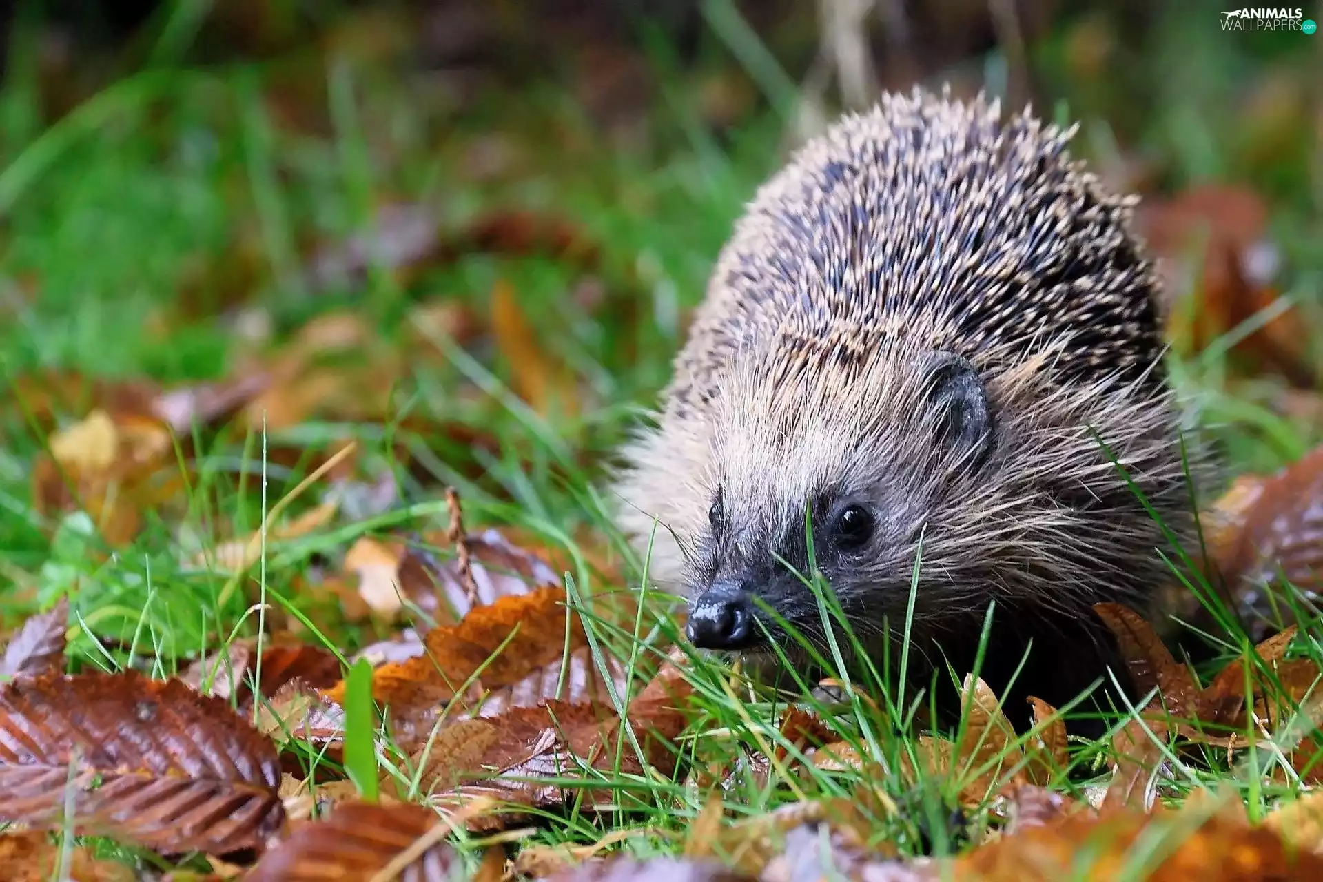 hedgehog, Autumn, Leaf, Meadow