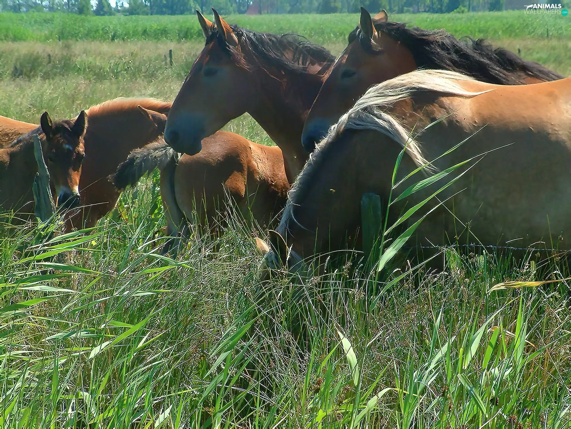 Meadow, bloodstock, herd