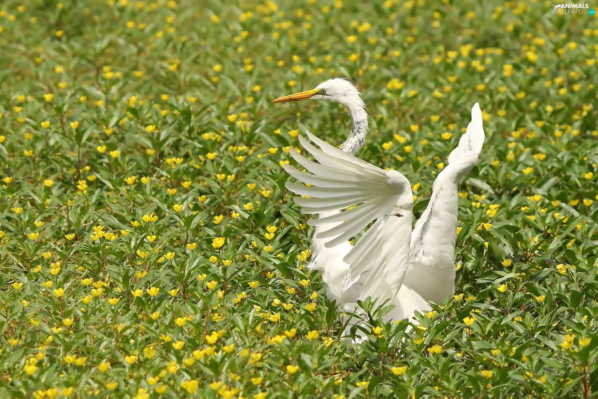 Meadow, White, heron