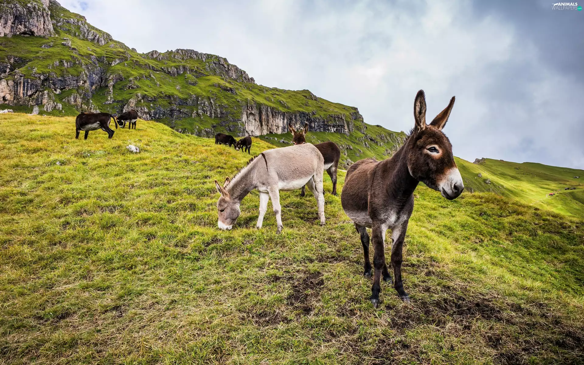 donkeys, The Hills, rocks, car in the meadow