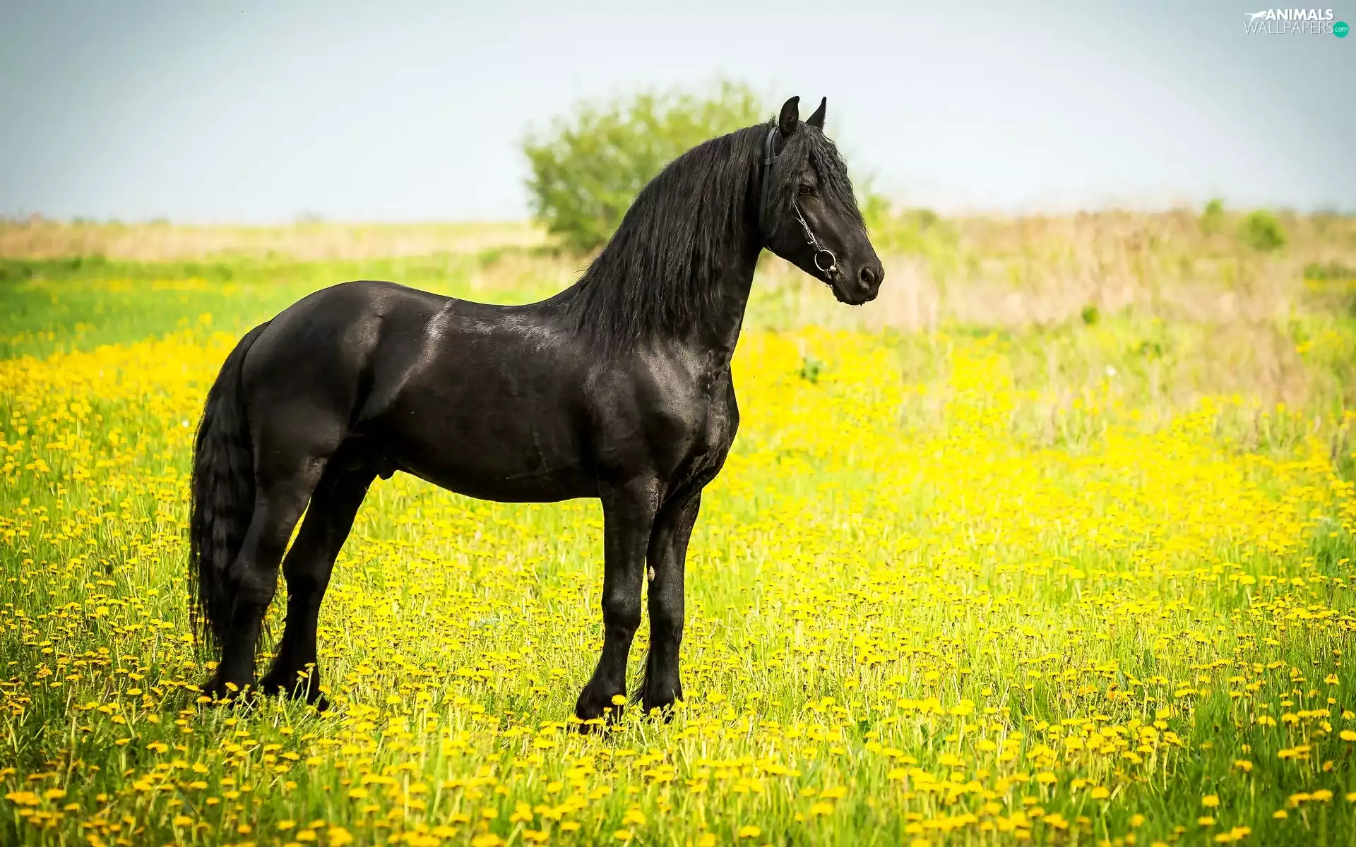 Meadow, Black, Horse