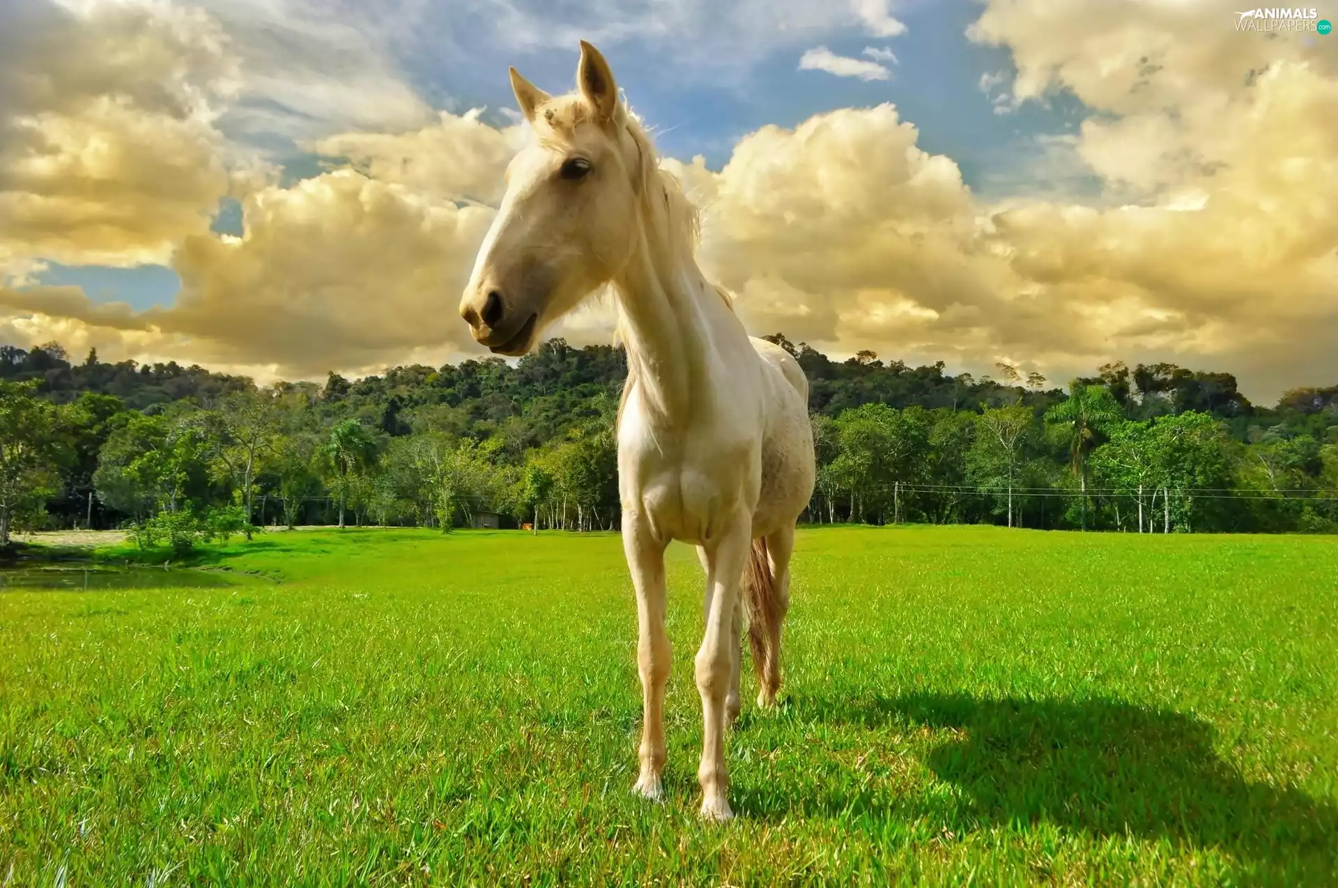 Horse, forest, clouds, Meadow